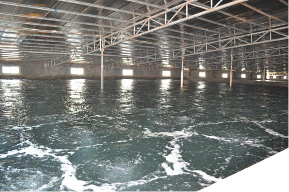 最好的虾苗品牌,新品虾苗