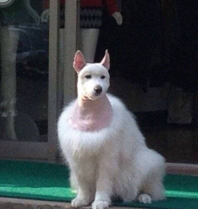 新闻FAN|顺手牵了个编织袋过海关谁也没猜到结局是！