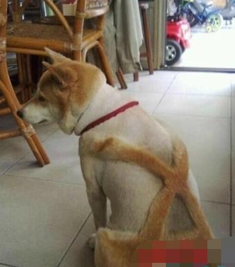 新闻FAN|顺手牵了个编织袋过海关谁也没猜到结局是！