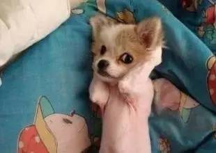 新闻FAN|顺手牵了个编织袋过海关谁也没猜到结局是！