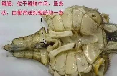 爱吃海鲜的人要注意什么,爱吃海鲜的人怎么避免痛风