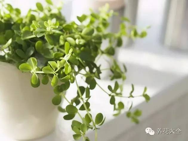 办公室盆栽摆放风水讲究有哪些呢,办公室风水烧水壶放哪个位置最好