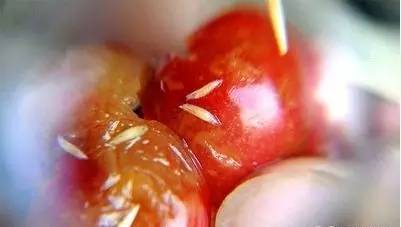 为什么樱桃里会有蛆虫,大樱桃里面吃出蛆虫是真的吗