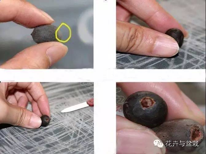 买回的荷花怎样栽培,荷花种子怎么养全过程