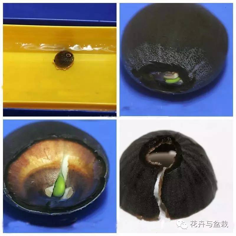 买回的荷花怎样栽培,荷花种子怎么养全过程