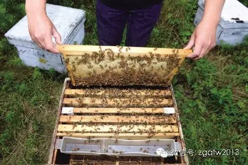 致富经7000万养羊完整版,致富经200万养牛完整视频