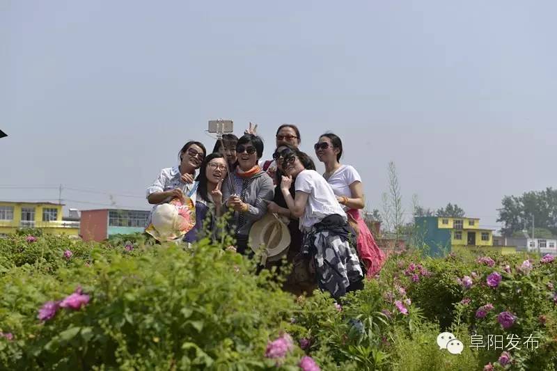 界首有个*瑰园玫**,美爆了!没去别后悔~