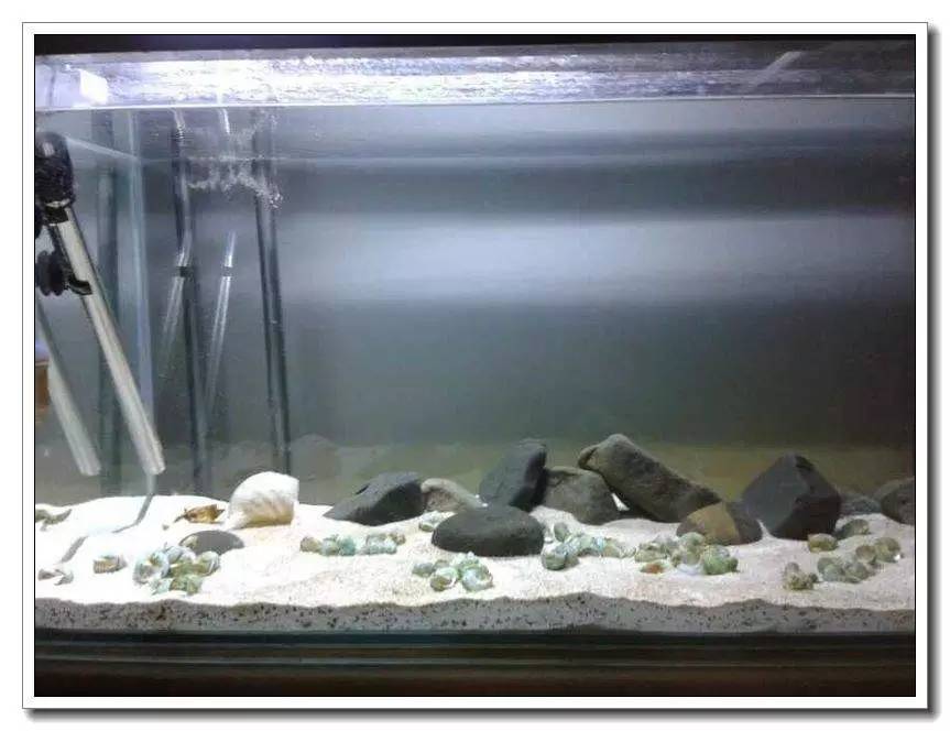 社区精华有鱼成长之路