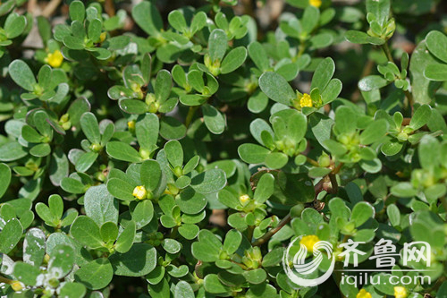 马齿菜的吃法大全家常,马齿菜的吃法大全集