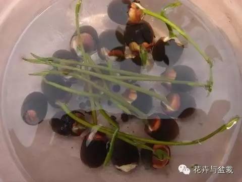 买回的荷花怎样栽培,荷花种子怎么养全过程