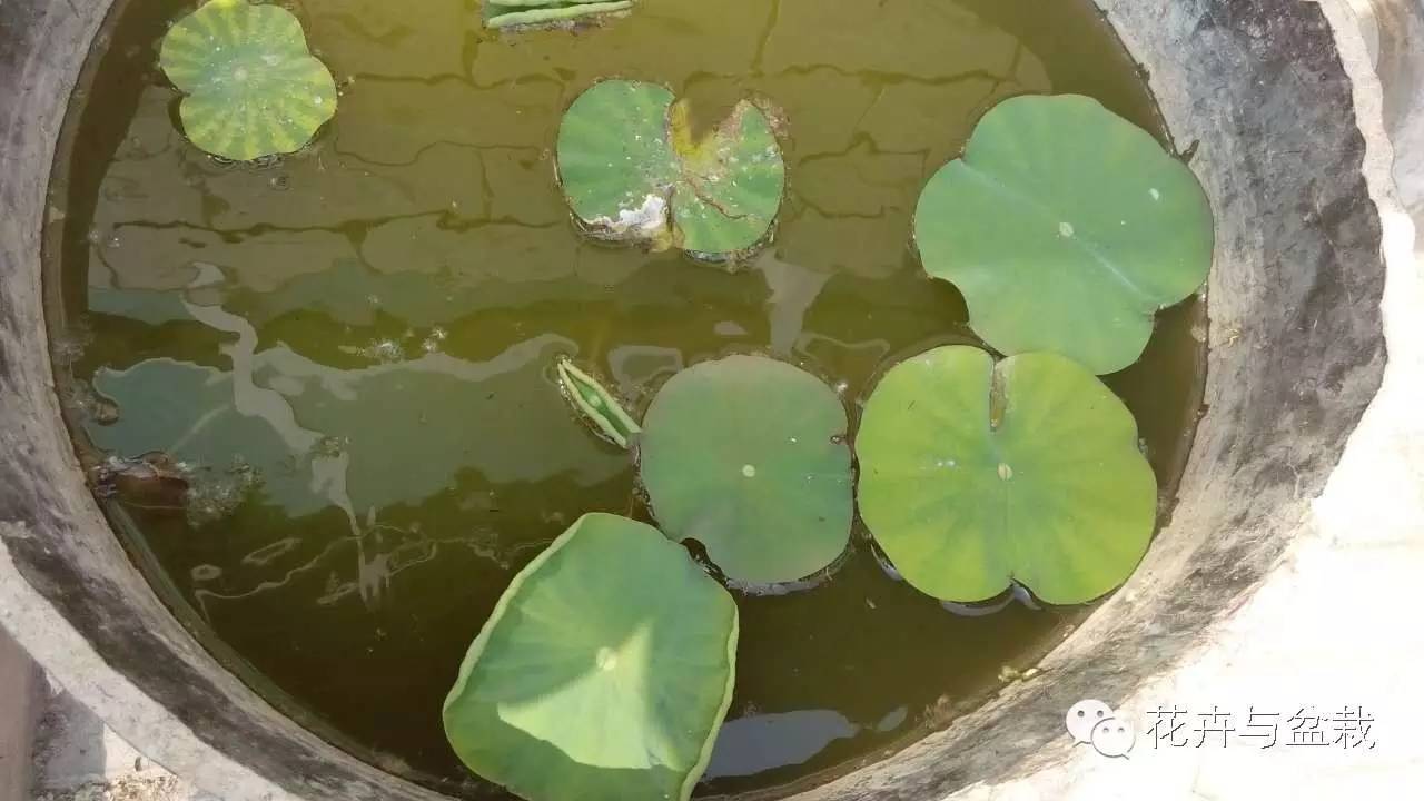 买回的荷花怎样栽培,荷花种子怎么养全过程