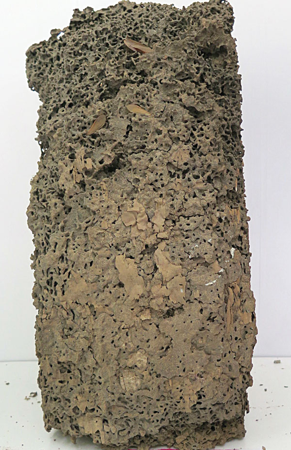 白蚁防治是怎么搞的,快速白蚁防治的有效方法