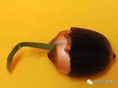 买回的荷花怎样栽培,荷花种子怎么养全过程