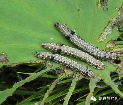 买回的荷花怎样栽培,荷花种子怎么养全过程