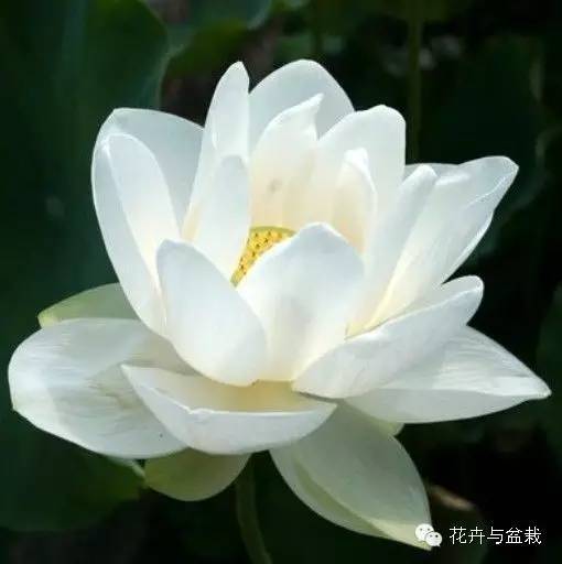 睡莲荷花碗莲水培植物,睡莲荷花的养殖方法和技巧