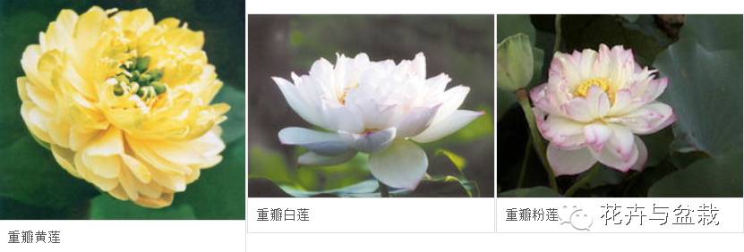 睡莲荷花碗莲水培植物,睡莲荷花的养殖方法和技巧