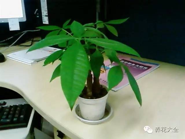 办公室盆栽摆放风水讲究有哪些呢,办公室风水烧水壶放哪个位置最好