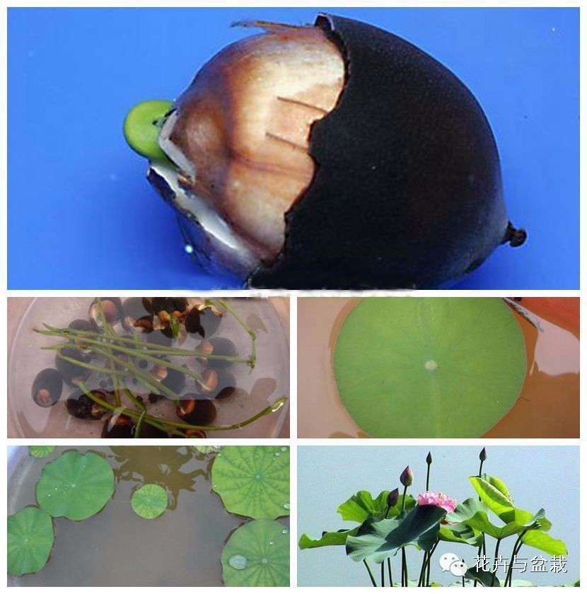 买回的荷花怎样栽培,荷花种子怎么养全过程