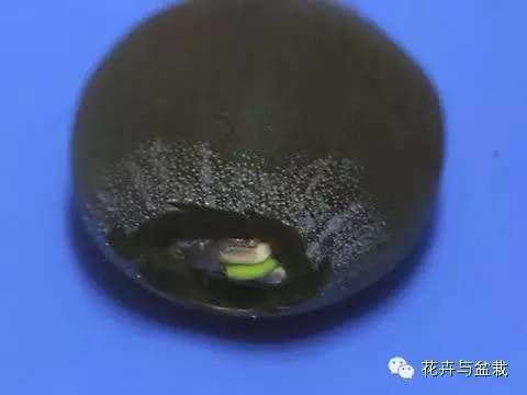 买回的荷花怎样栽培,荷花种子怎么养全过程