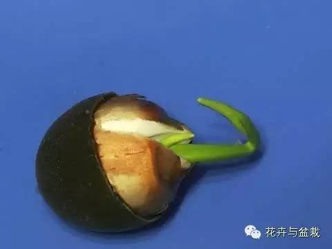 买回的荷花怎样栽培,荷花种子怎么养全过程