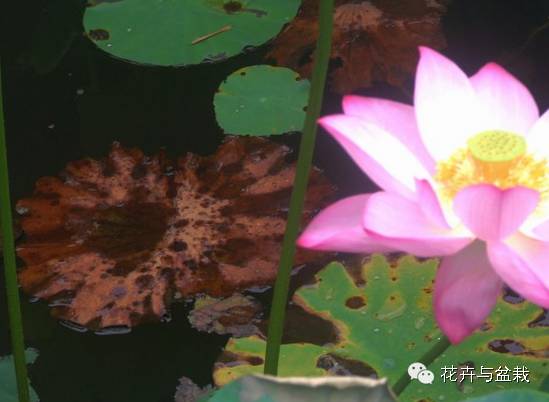 买回的荷花怎样栽培,荷花种子怎么养全过程