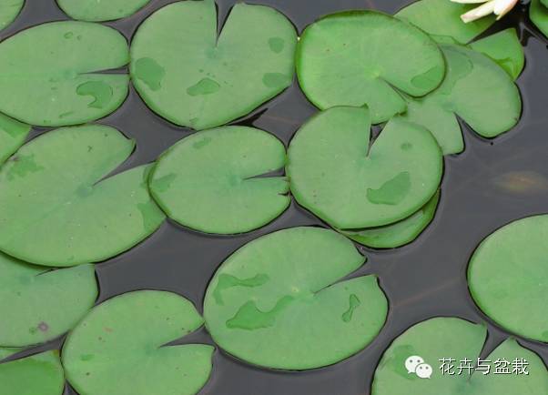 睡莲荷花碗莲水培植物,睡莲荷花的养殖方法和技巧