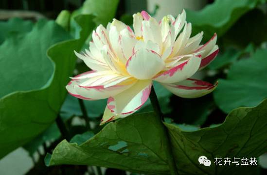 睡莲荷花碗莲水培植物,睡莲荷花的养殖方法和技巧