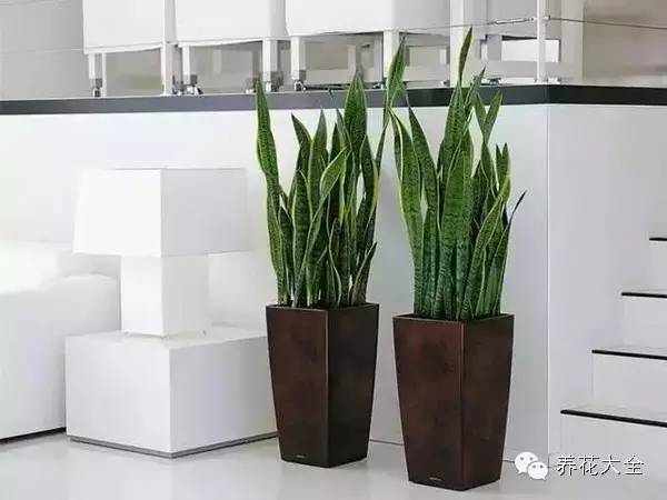 办公室盆栽摆放风水讲究有哪些呢,办公室风水烧水壶放哪个位置最好