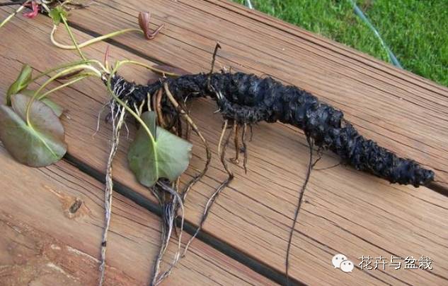 睡莲荷花碗莲水培植物,睡莲荷花的养殖方法和技巧