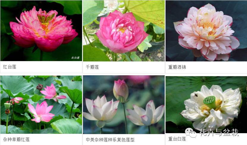 睡莲荷花碗莲水培植物,睡莲荷花的养殖方法和技巧