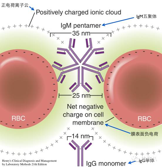 是COOMBS，不是Combs|一页手册·协和八