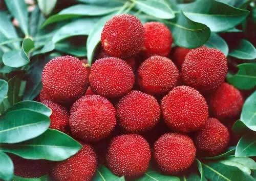 为什么樱桃里会有蛆虫,大樱桃里面吃出蛆虫是真的吗