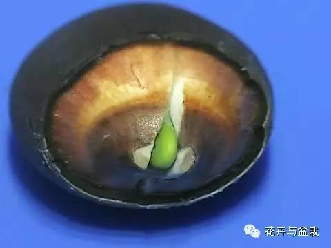 买回的荷花怎样栽培,荷花种子怎么养全过程