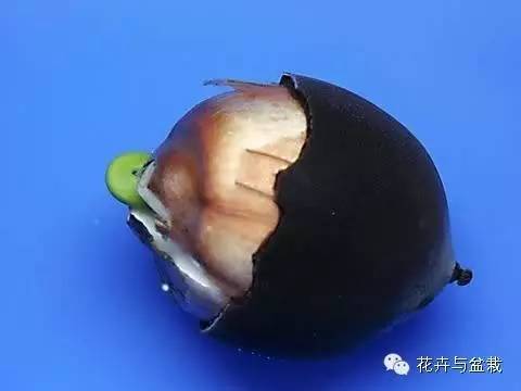 买回的荷花怎样栽培,荷花种子怎么养全过程