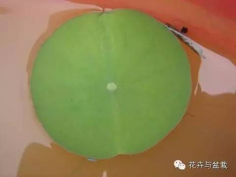 买回的荷花怎样栽培,荷花种子怎么养全过程