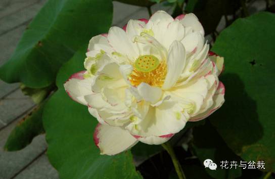 睡莲荷花碗莲水培植物,睡莲荷花的养殖方法和技巧