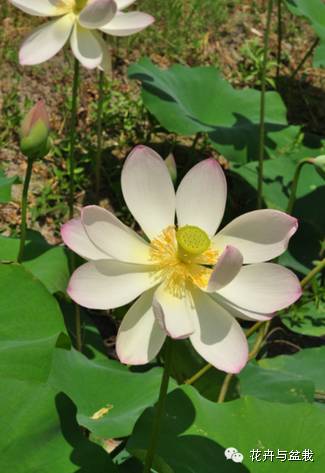 睡莲荷花碗莲水培植物,睡莲荷花的养殖方法和技巧