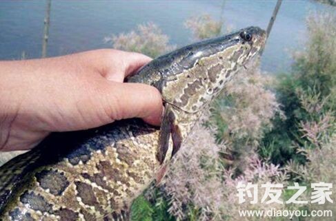 钓黑鱼最简单的办法和做法,地插钩钓黑鱼的正确方法