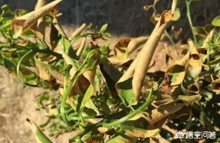 柑橘化肥烧苗补救最快方法,柑橘化肥烧根的补救办法