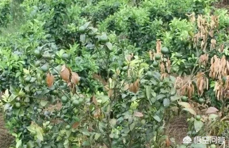 柑橘化肥烧苗补救最快方法,柑橘化肥烧根的补救办法