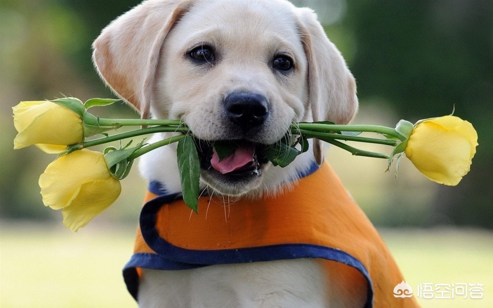 狗自己撒尿拉屎,狗自己拉了自己吃咋回事