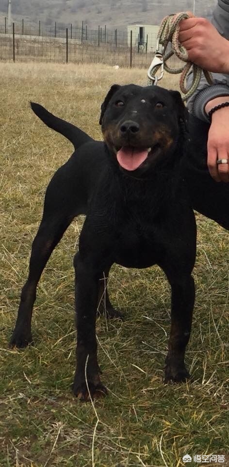 打猎的狗，有哪些品种值得推荐？