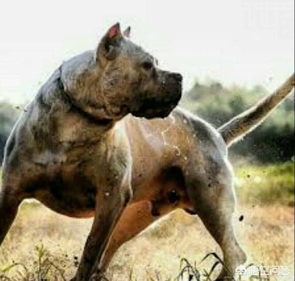 打猎的狗，有哪些品种值得推荐？