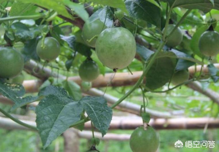 百香果发酵后做花肥料,百香果用什么肥料果多