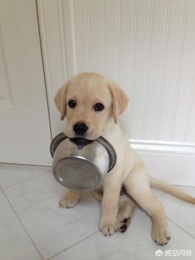 狗自己撒尿拉屎,狗自己拉了自己吃咋回事