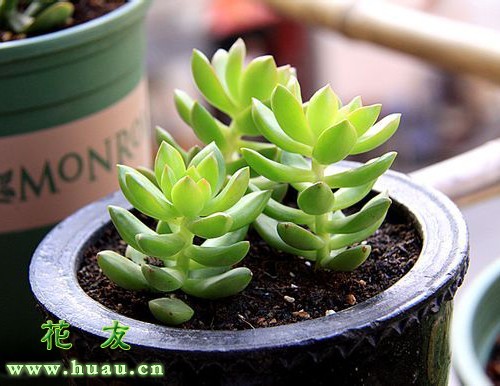 解决多肉植物徒长,如何解决多肉徒长问题