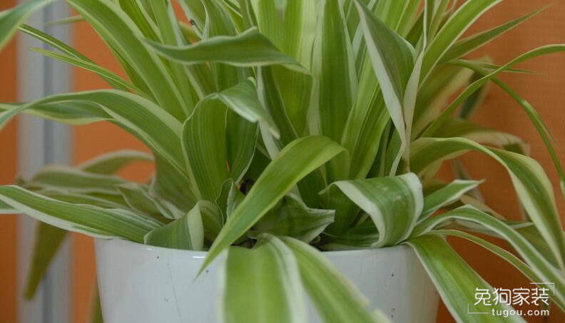 吸甲醛和净化空气的绿植排名,去除甲醛最有效绿植