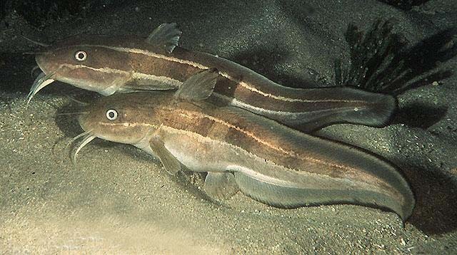 海钓最怕遇到的事,海钓毒物