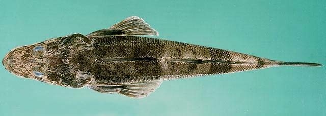 海钓最怕遇到的事,海钓毒物