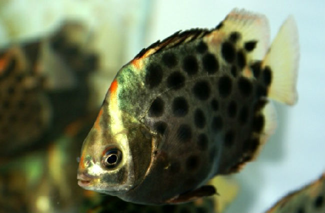 海钓最怕遇到的事,海钓毒物